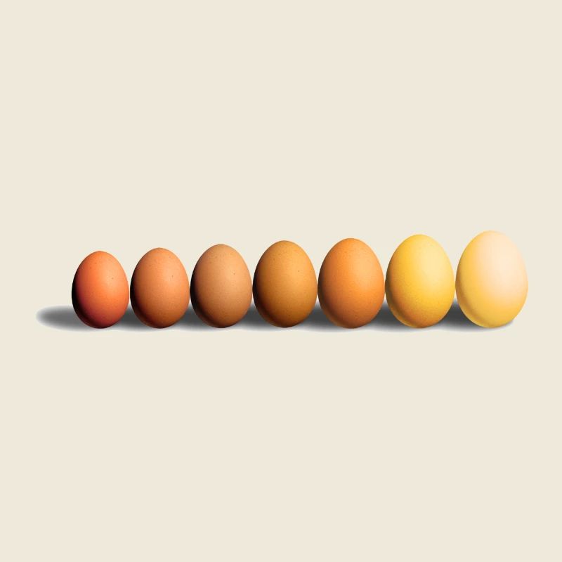 Eier