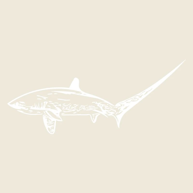 Elegant fox shark