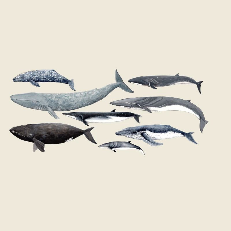 Baleines - Baleines - Baleines - mysticètes