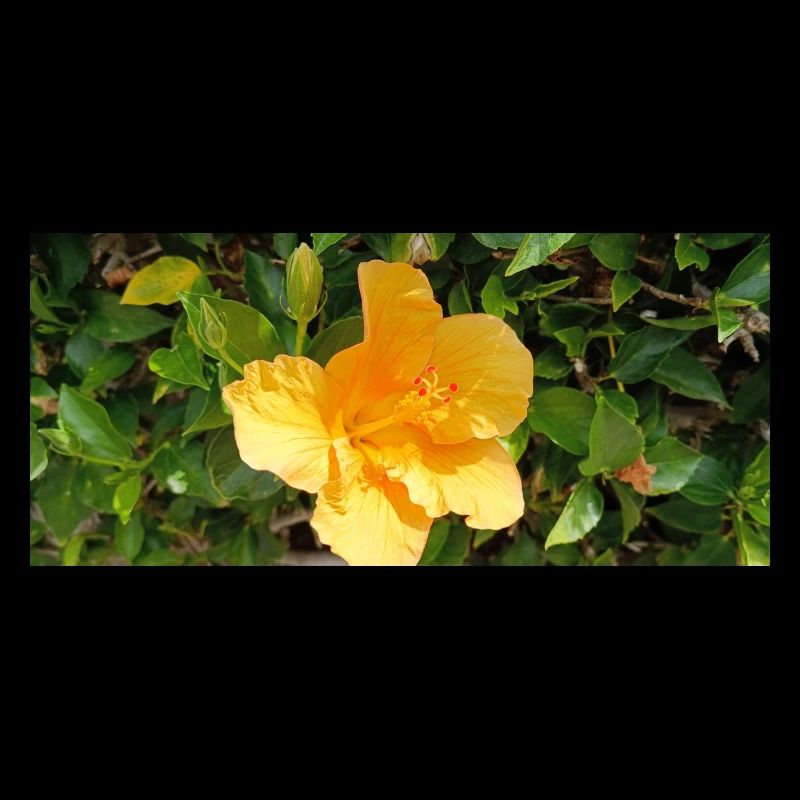 Flore canarienne