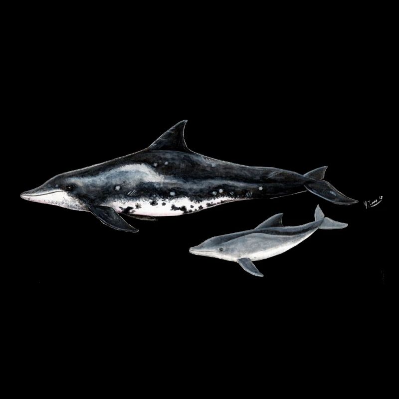 Dolphin with rugged teeth - Dolphin - Steno rostre