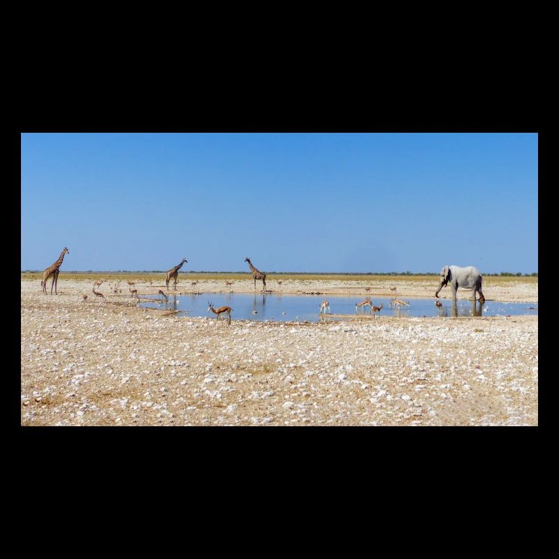 Paysage à la rivière Cubango avec girafe