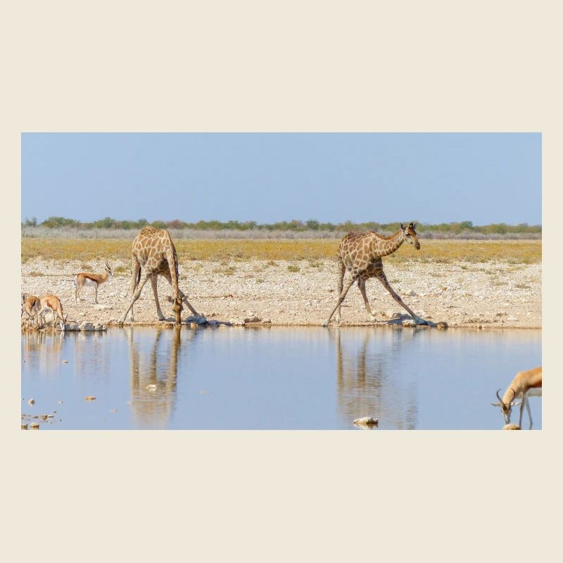 Paysage à la rivière Cubango avec girafe