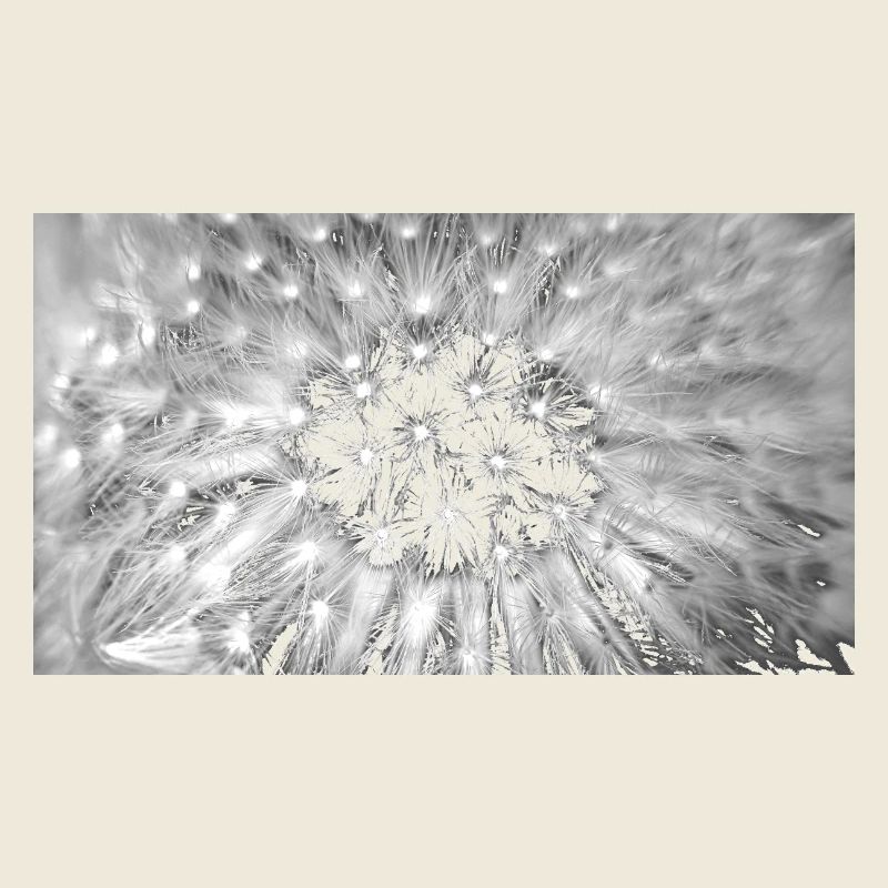 Dandelion, A731876