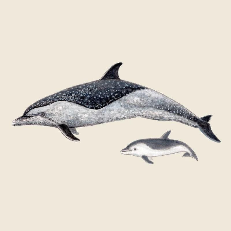 Spotted dolphin