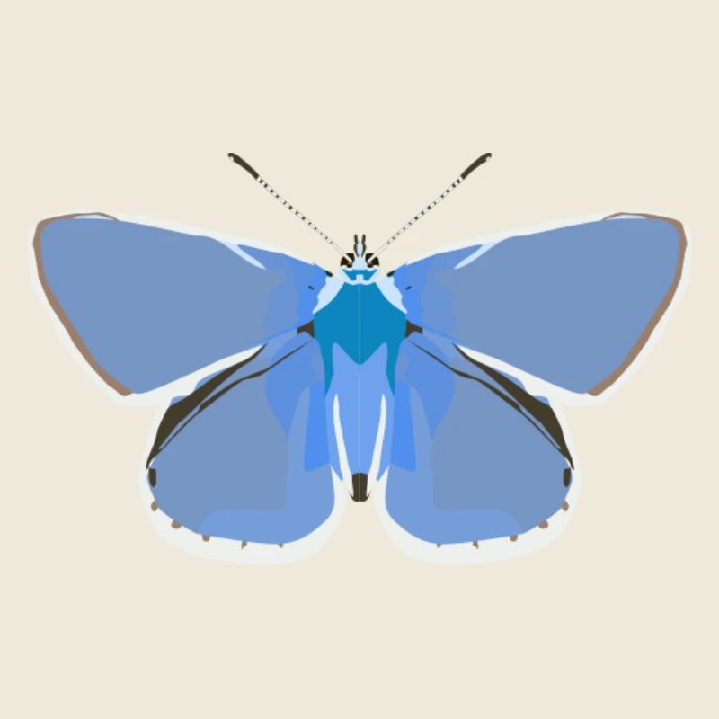 Schmetterlinge: Der gemeine Bläuling