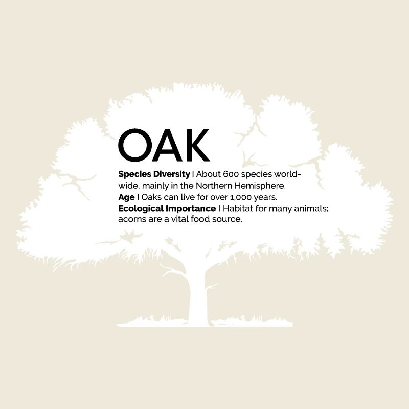 OAK Eichen mit Informationen Naturschutz Baum Wald