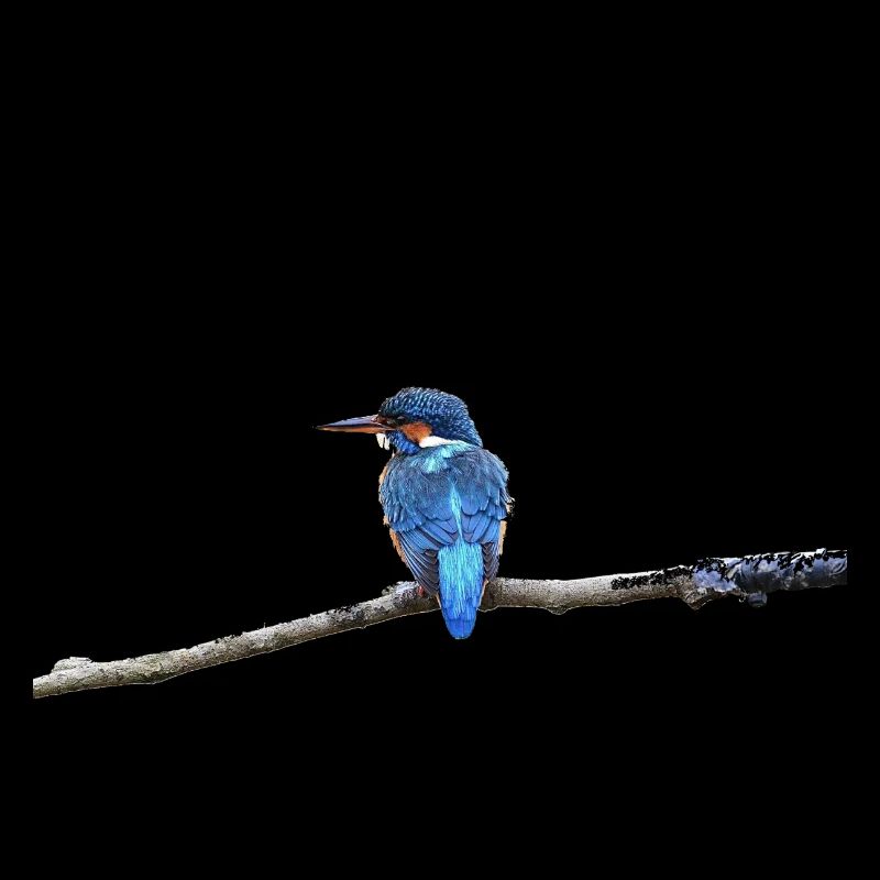 KINGFISHER BIRD