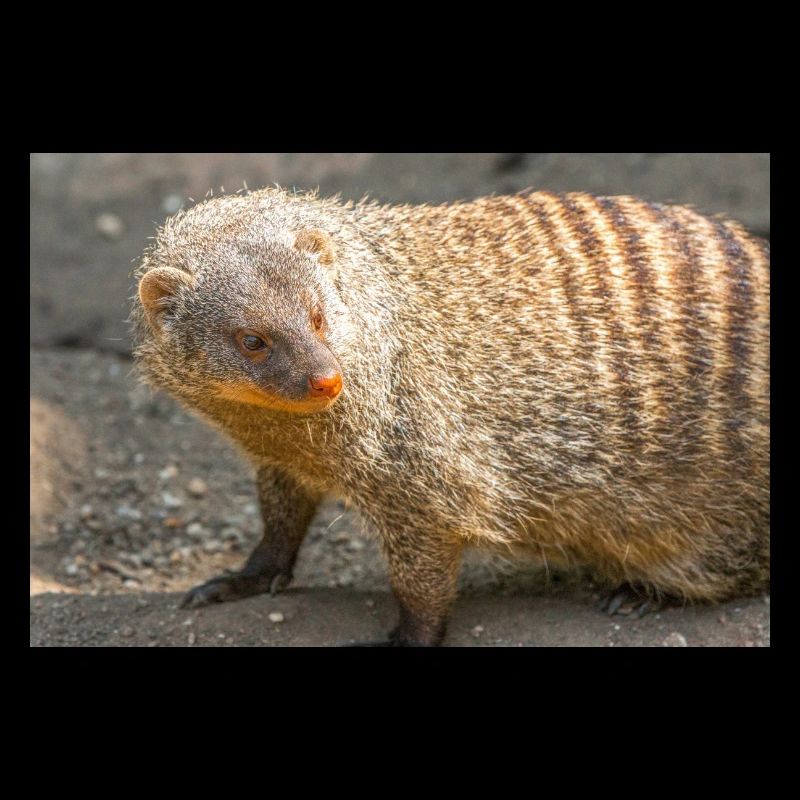 Banded Mongoose or Zebra Mongoose