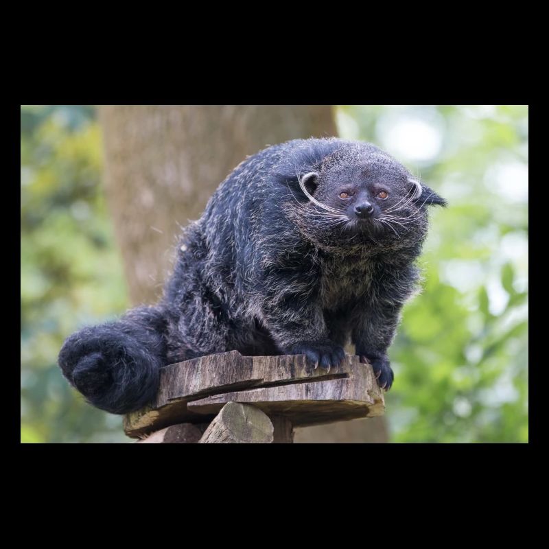 Binturong aussi ours Marderbär Arctictis