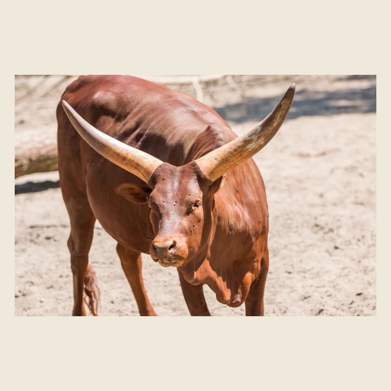 Ankole-Watusi oder Ankole Longhorn Watussirind
