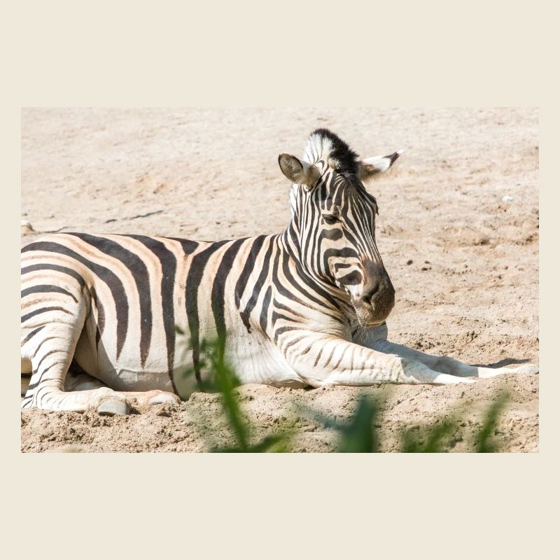 Zebra (auf Deutsch Zebra oder Zebras) Hippotigris
