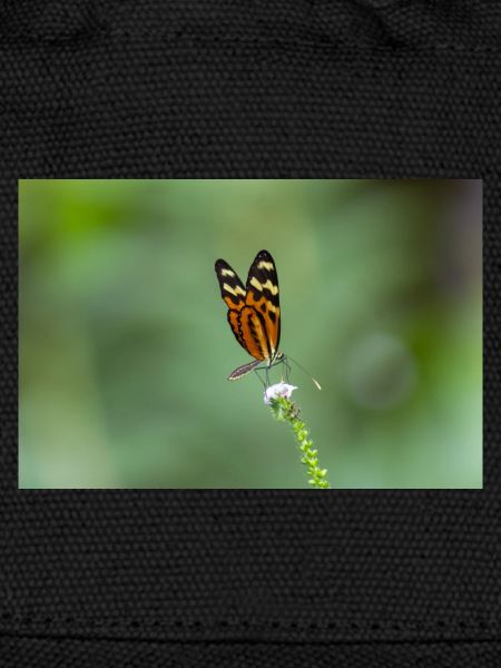 papillon
