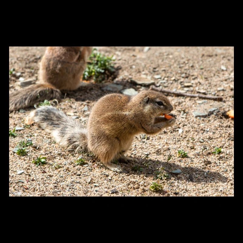 African ground squirrels (in german Afrikanische B