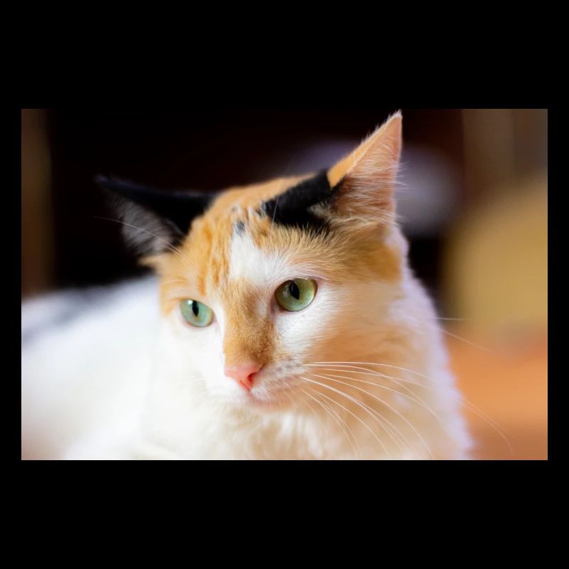 chat carey