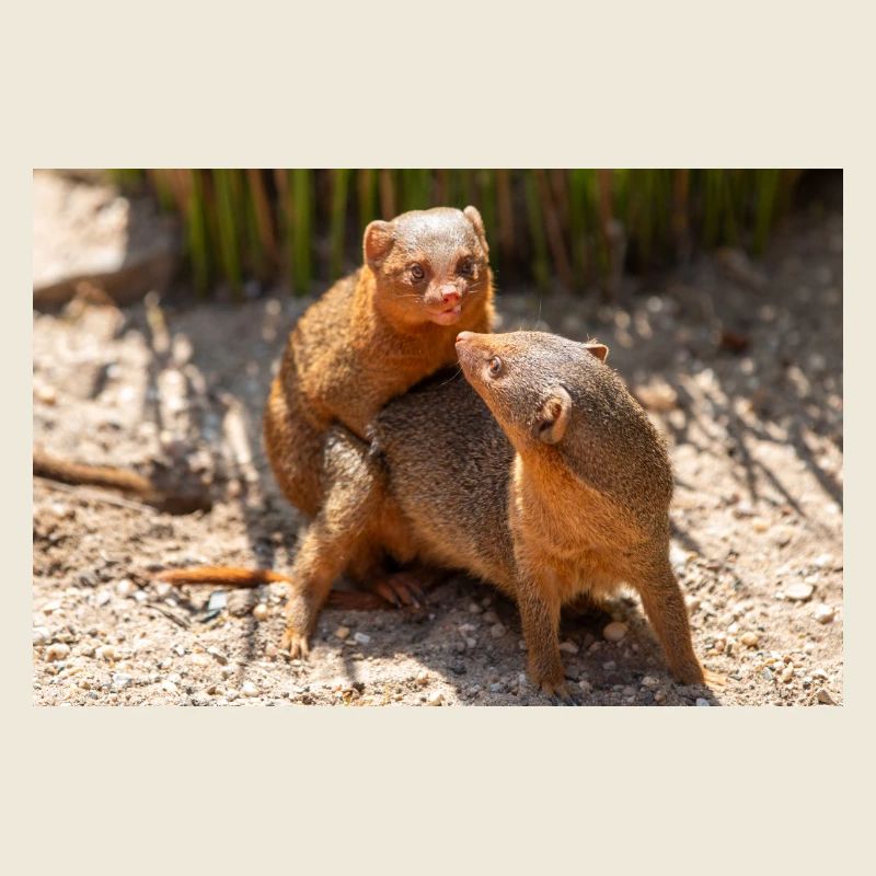 dwarf mongoose (in german Zwergmangusten) Helogale