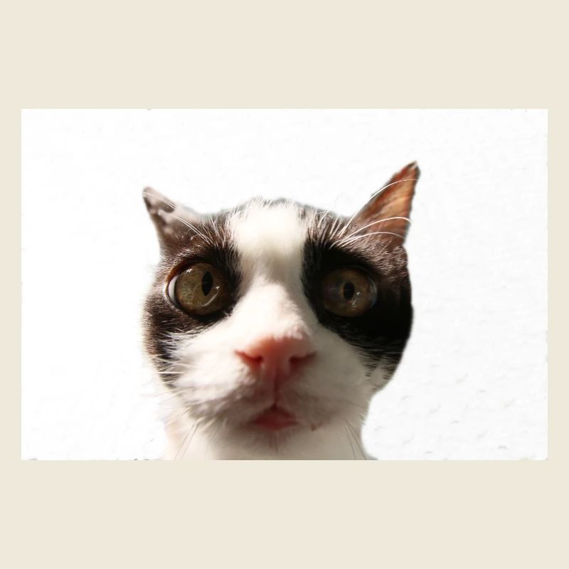 Katze