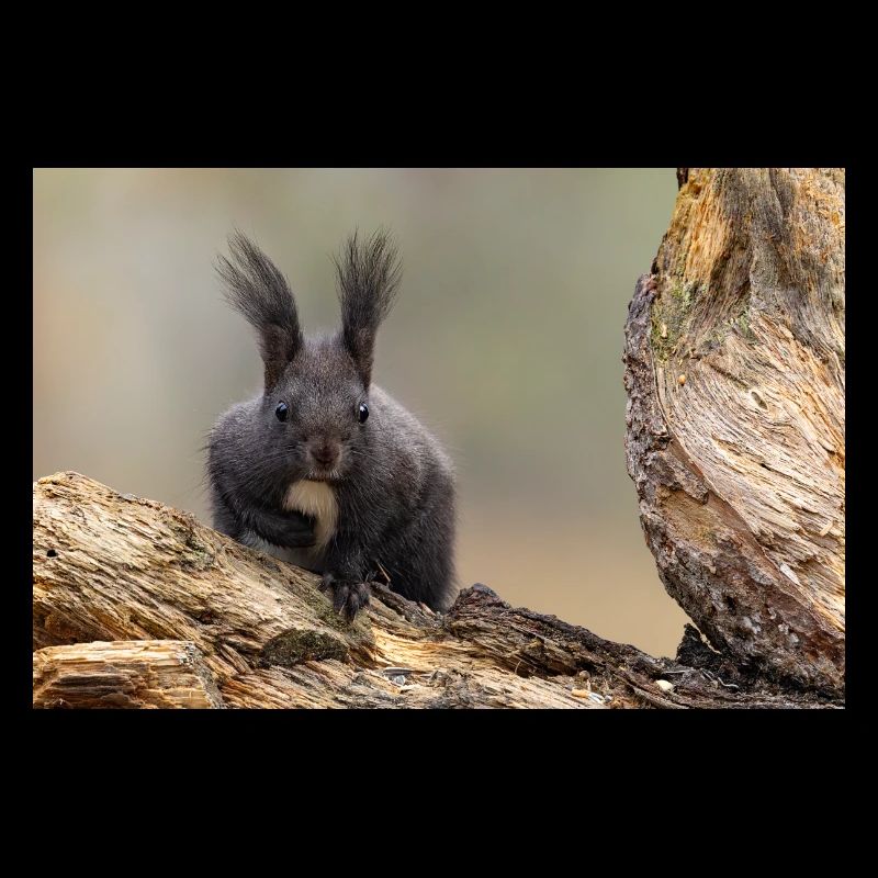 Oachkatzl / Eichhörnchen