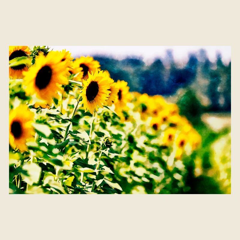Sonnenblumen