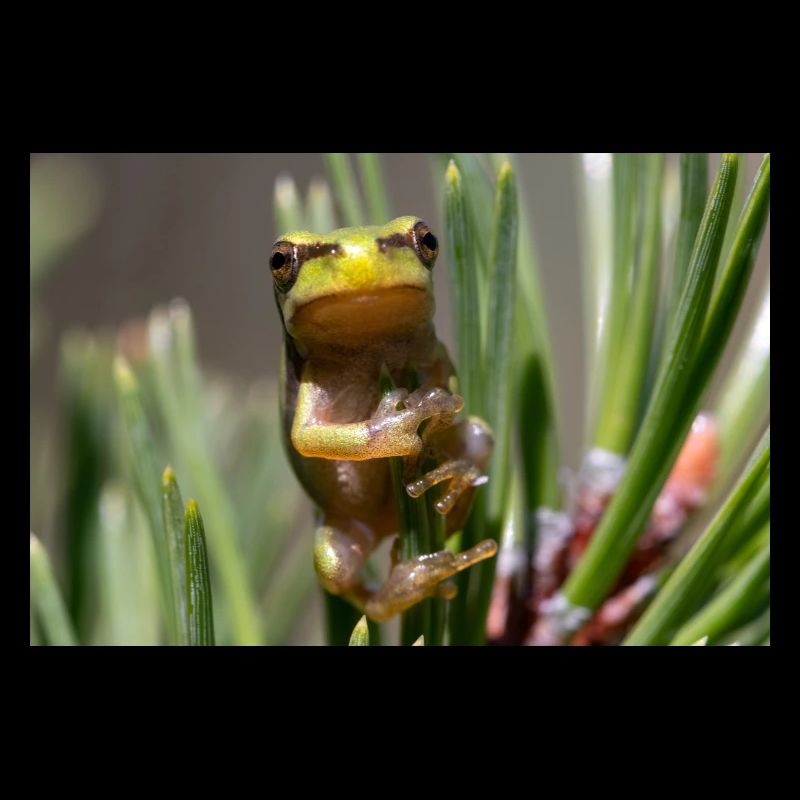 Tree frog