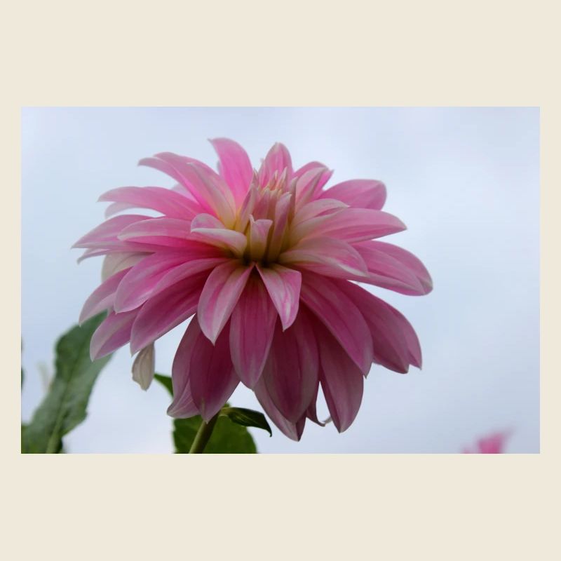 Dahlie pink rosa Blüte ,Blume