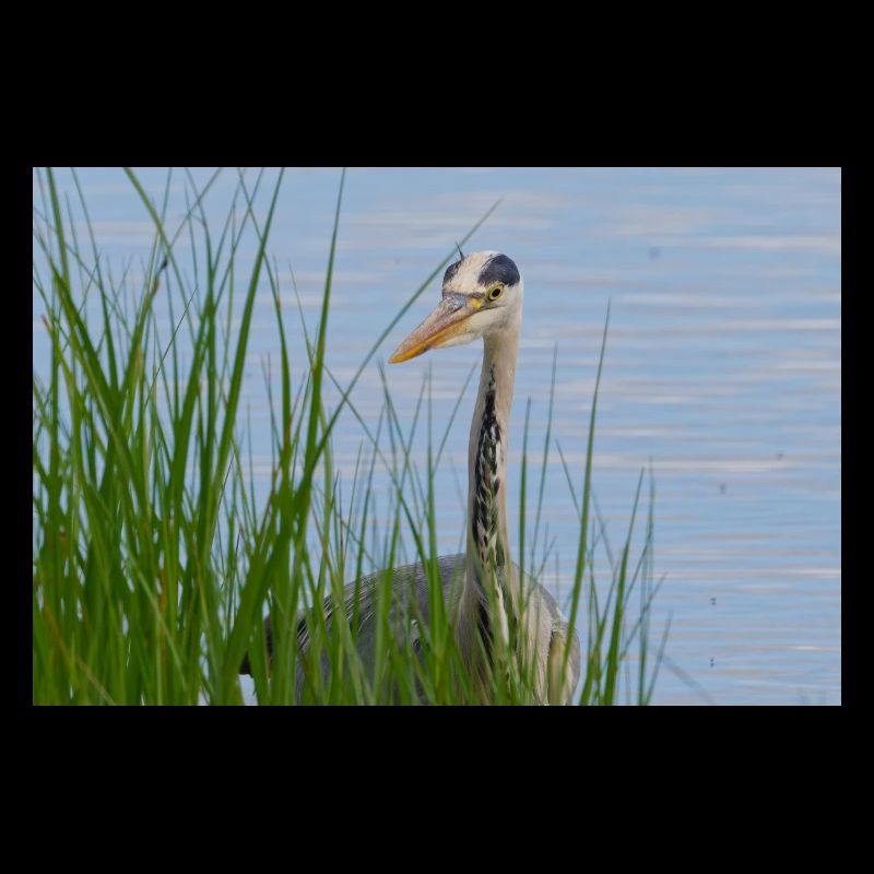 Heron