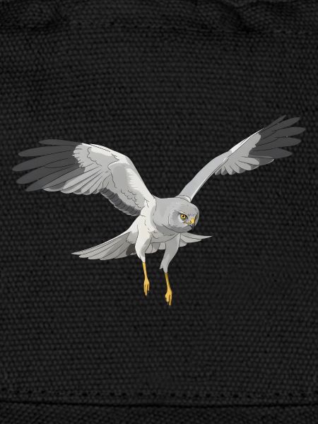 Cirque Hen Harrier cyaneus