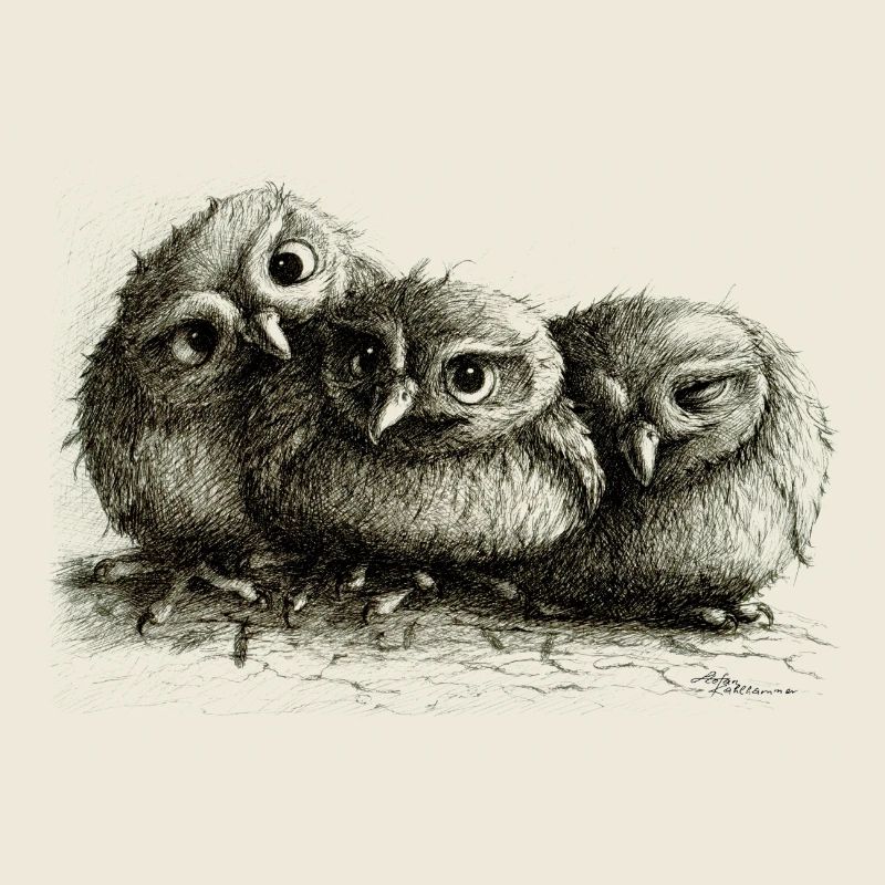three young owls
