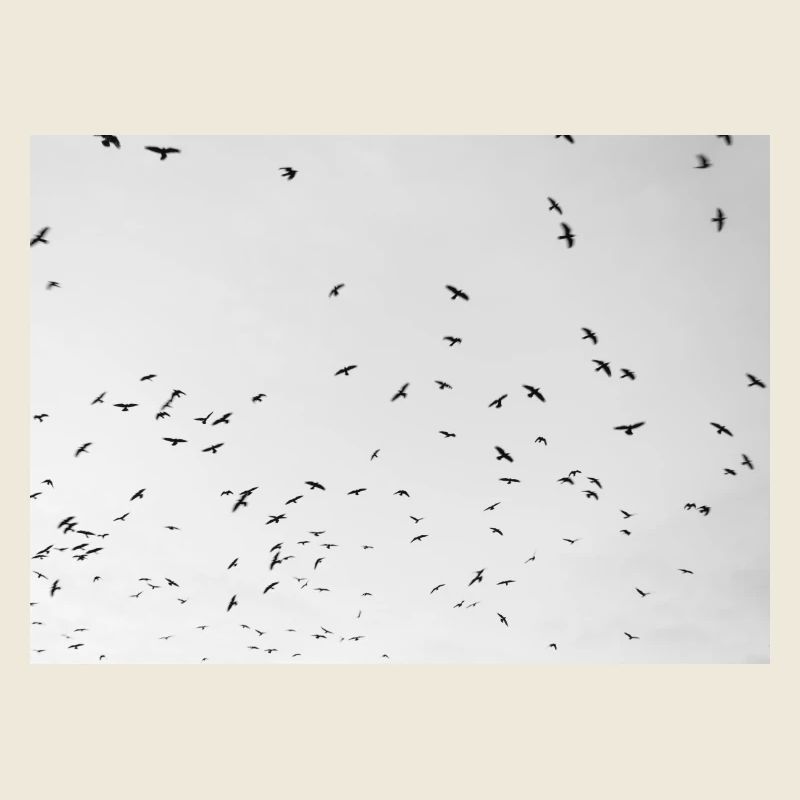 Excited crows with a cloudy sky