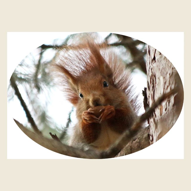 Eichhörnchen, Isibat