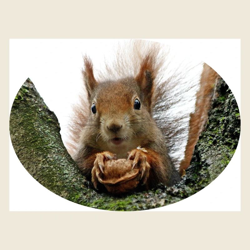 Eichhörnchen, Isibat