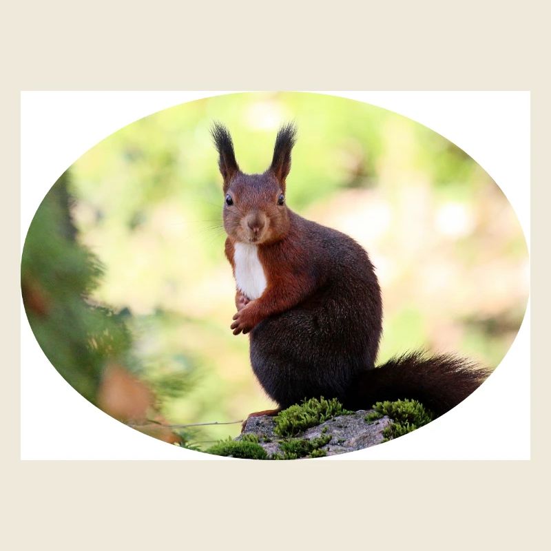 Eichhörnchen, Isibat