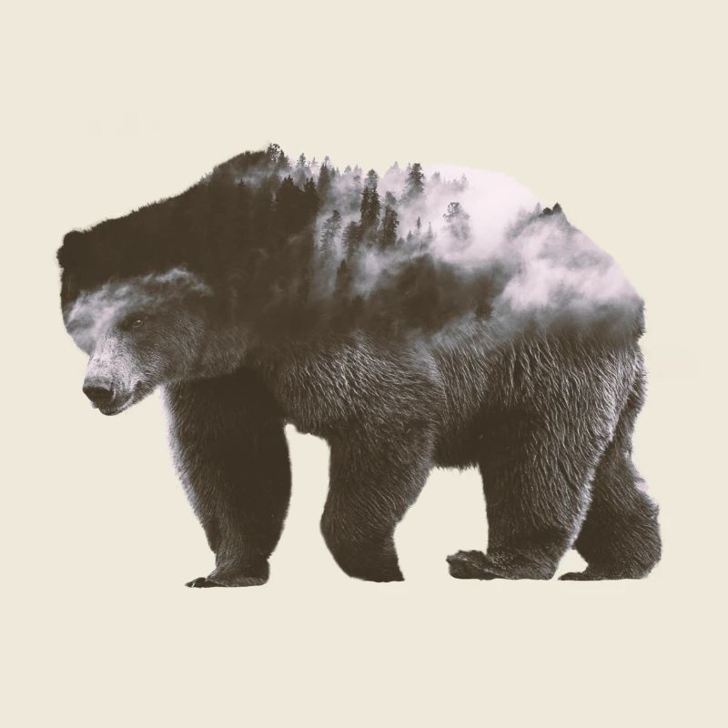 Bär