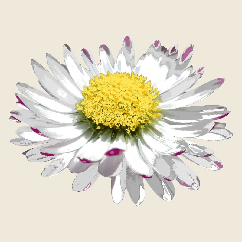 wundervolles Gänseblümchen, Daisy, Blume, Blüte