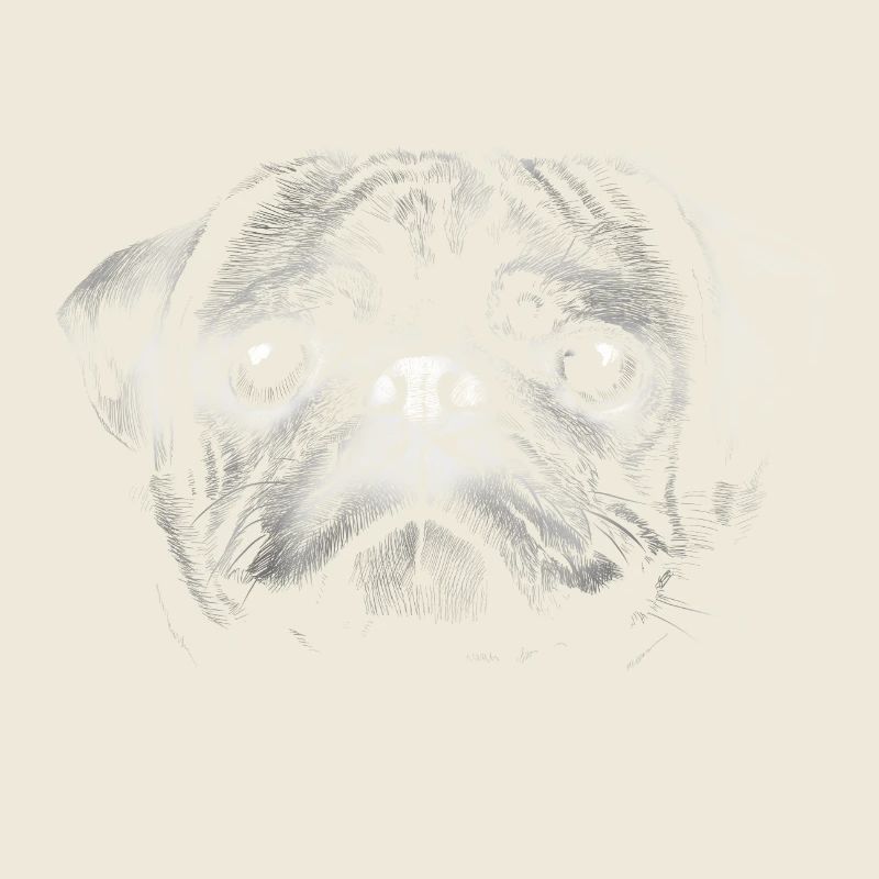 Pug