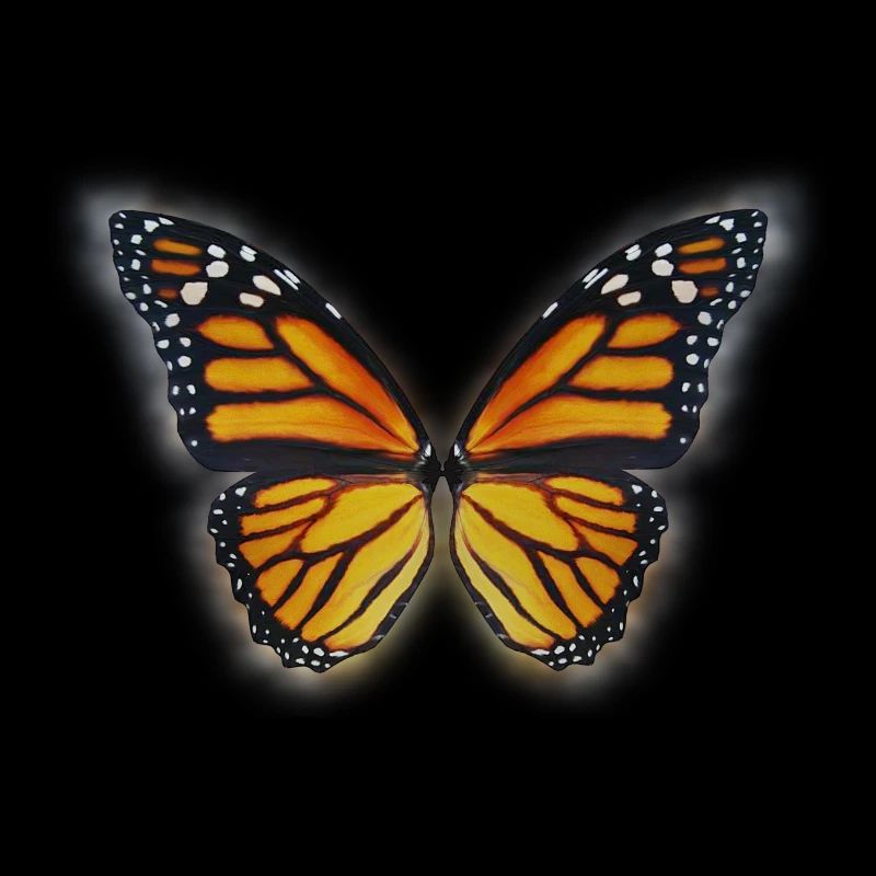 Papillon printemps été