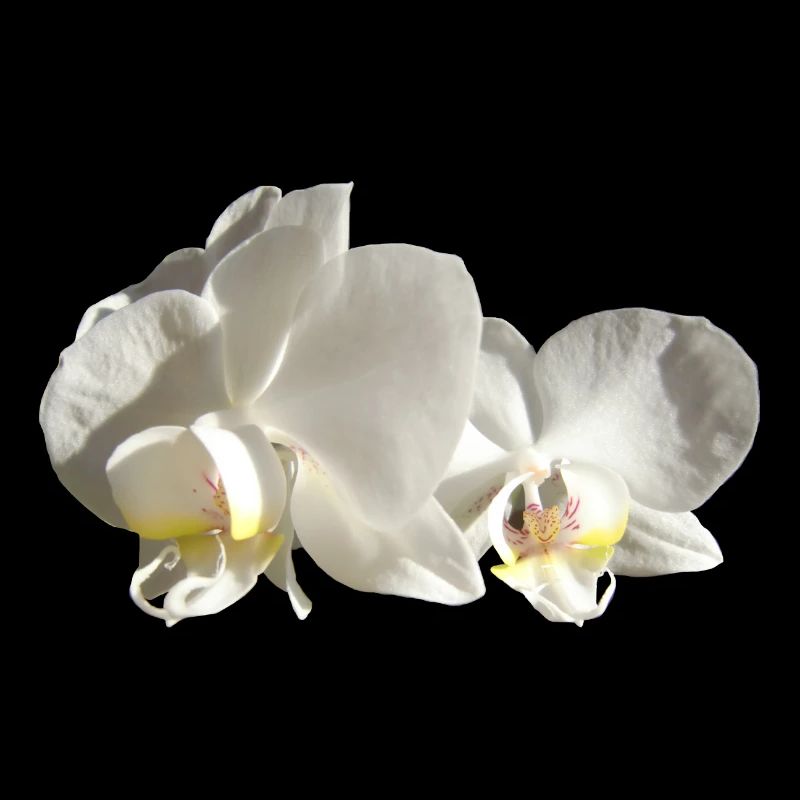 Orchid white