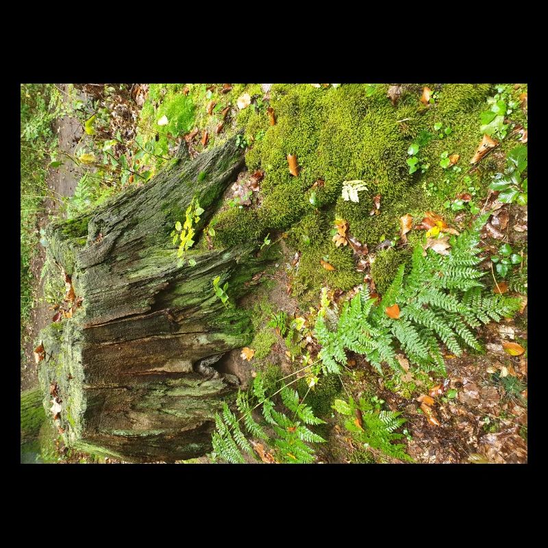 Forêt d’automne