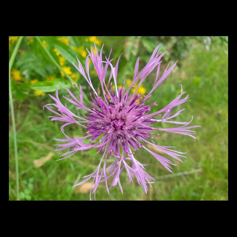 centaurée aussi centaurea Skabiosen-Flocken