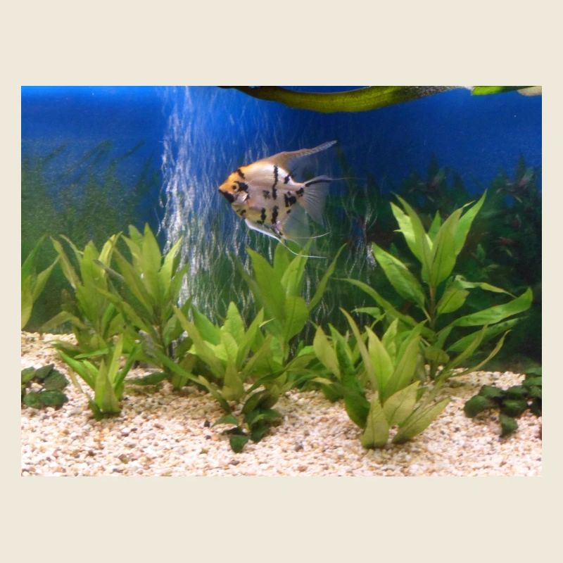 Poisson