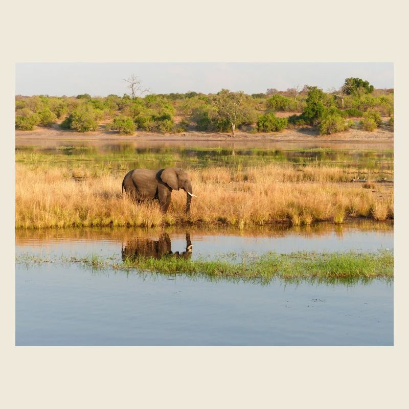 Paysage dans le parc national de Chobe sur l’île de Sedudu