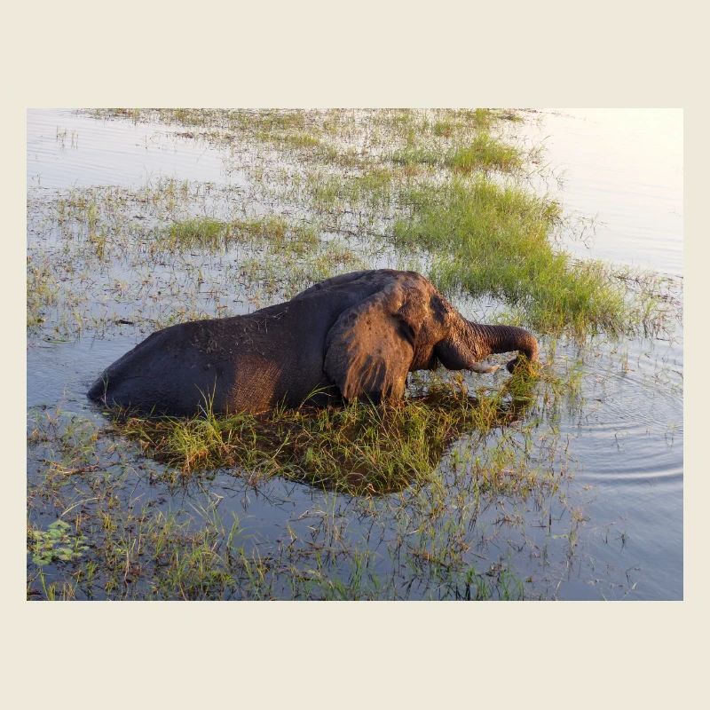 Elefant am Wasser in Namibia Afrika