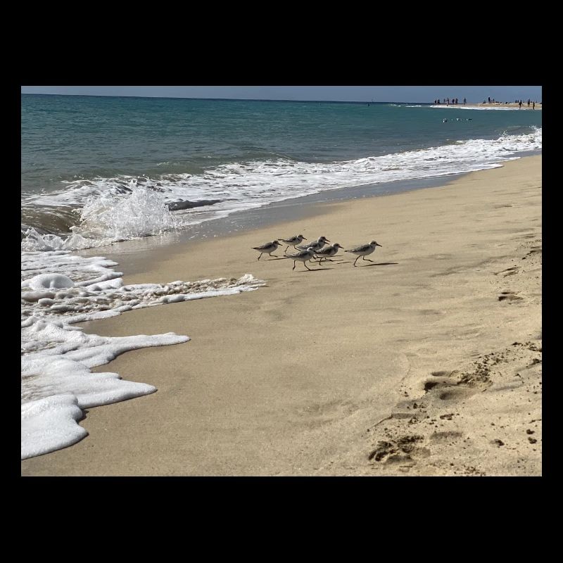 Courir Bird run