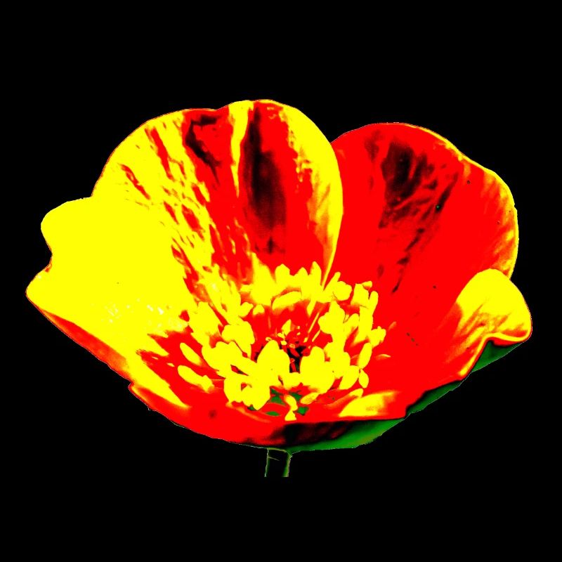 Blume, A731178 1