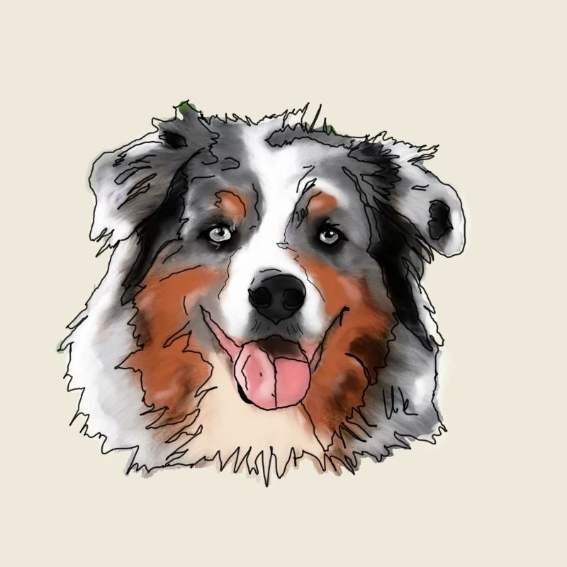Australian Shepherd