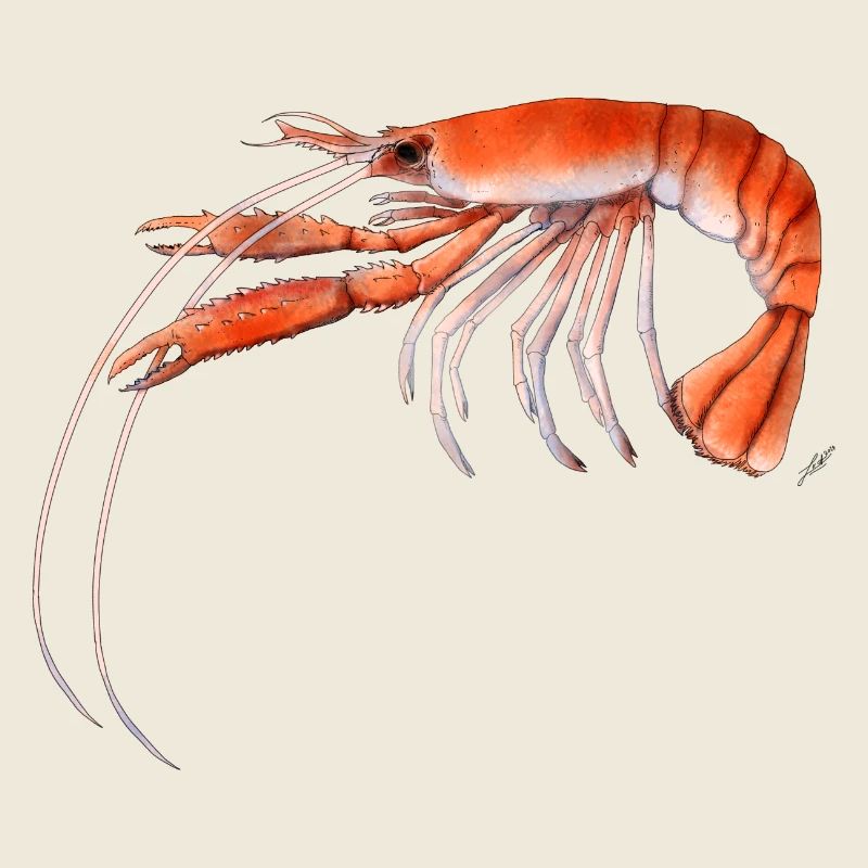 Langoustine