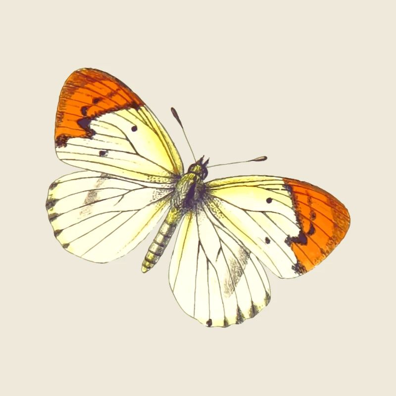 papillon