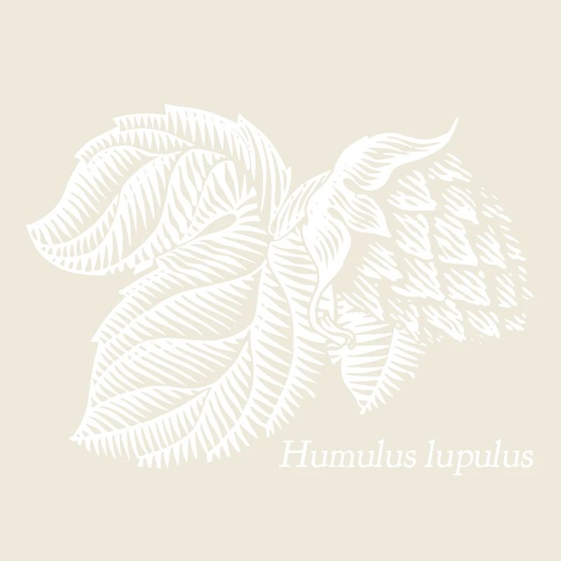 Humulus lupulus Let's get hoppy