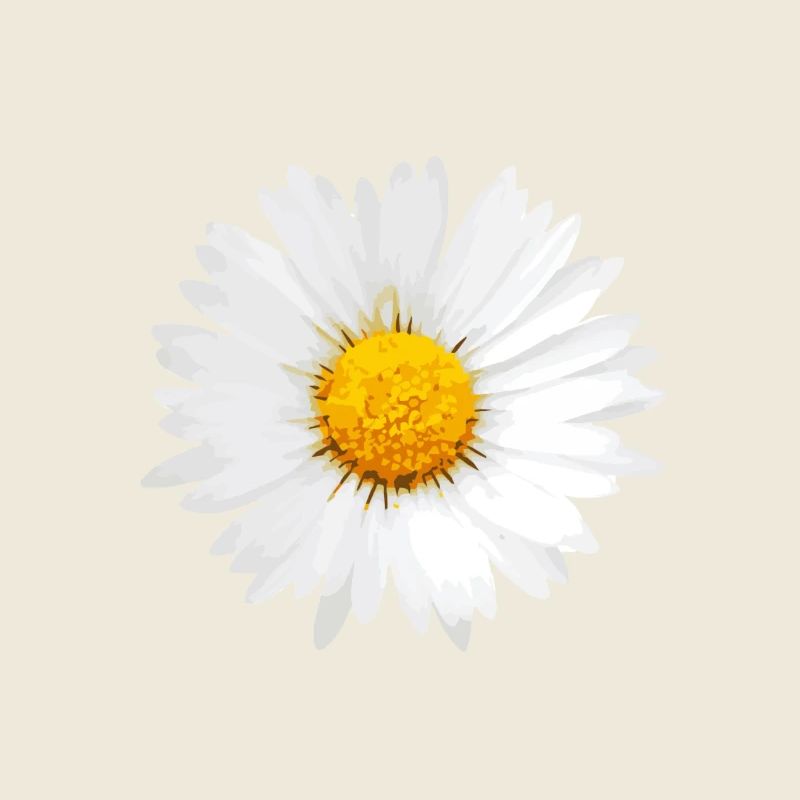 Gänseblümchen