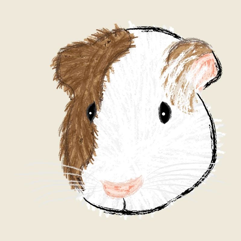 Design mit einem Glatthaar-Meerschweinchen